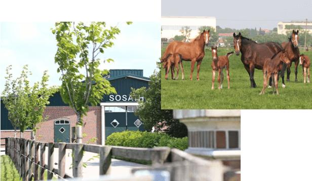 international derby hof sosath community